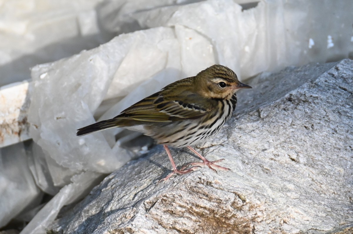 Olive-backed Pipit - ML619768927