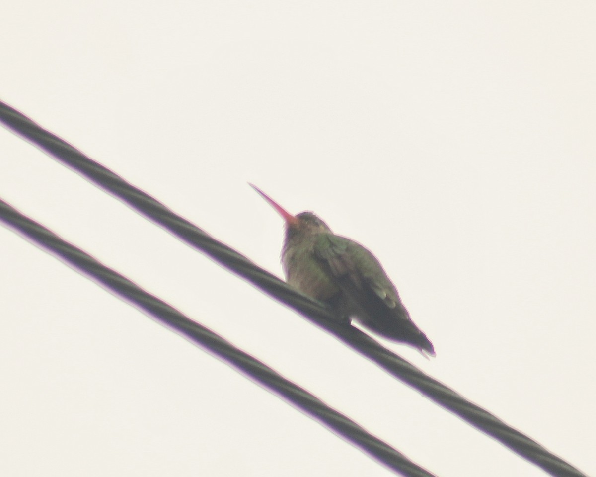 kolibřík zlacený - ML619768937