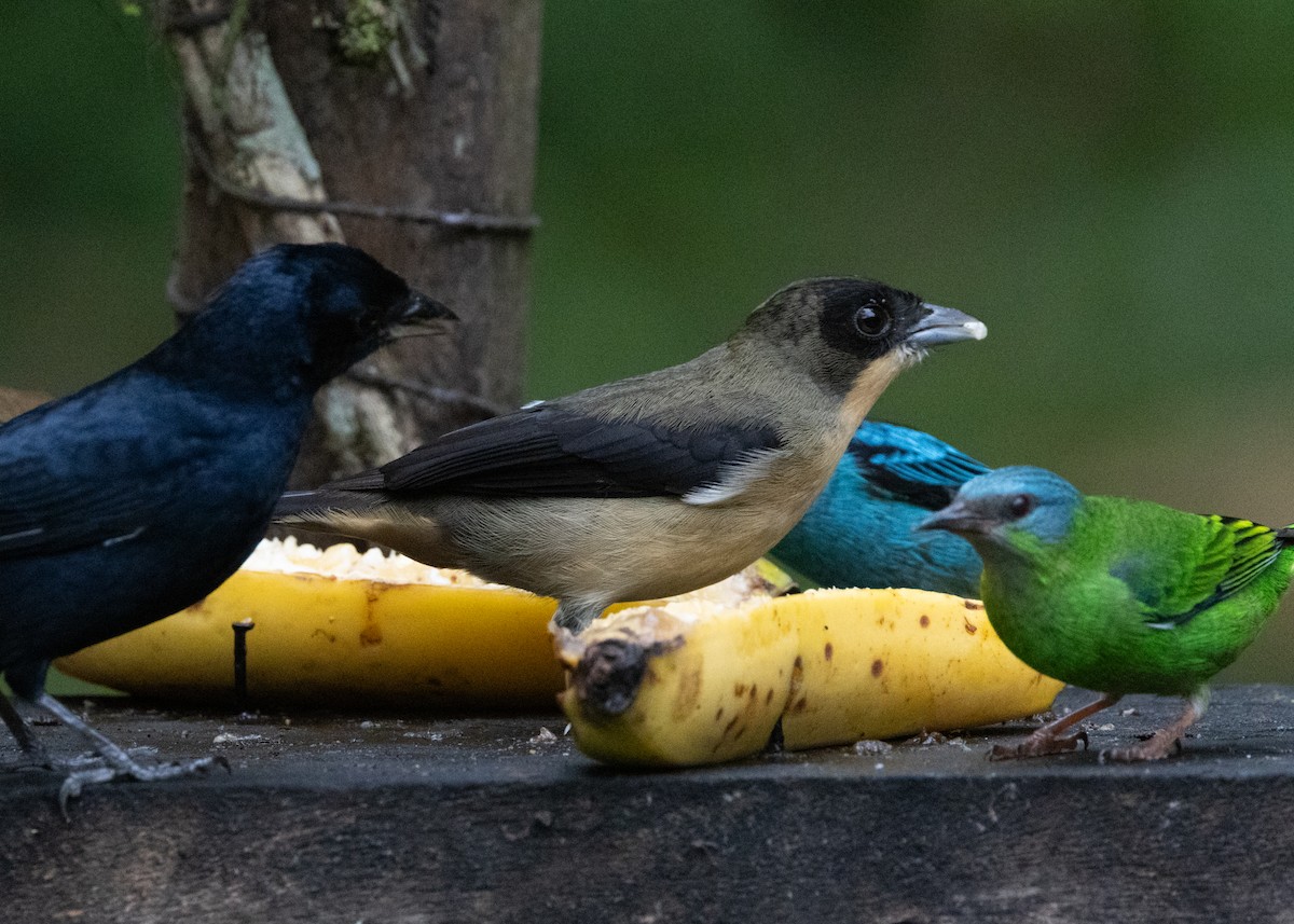 Black-goggled Tanager - ML619769004