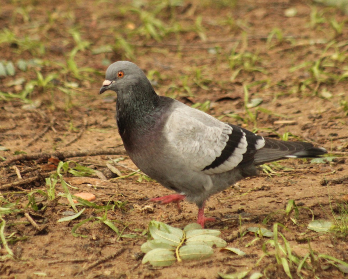 Rock Pigeon (Feral Pigeon) - ML619769006