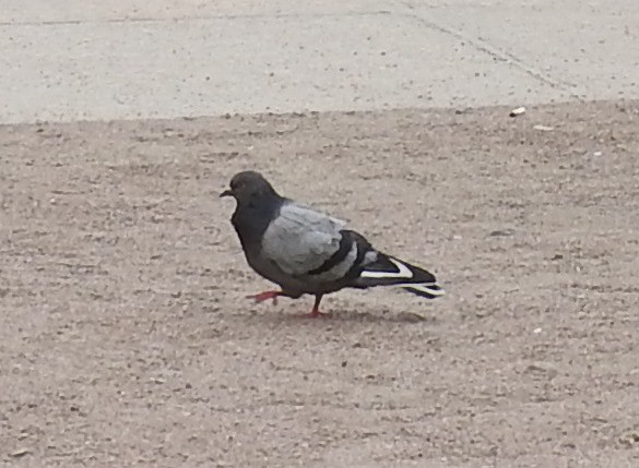 Rock Pigeon - ML619769020