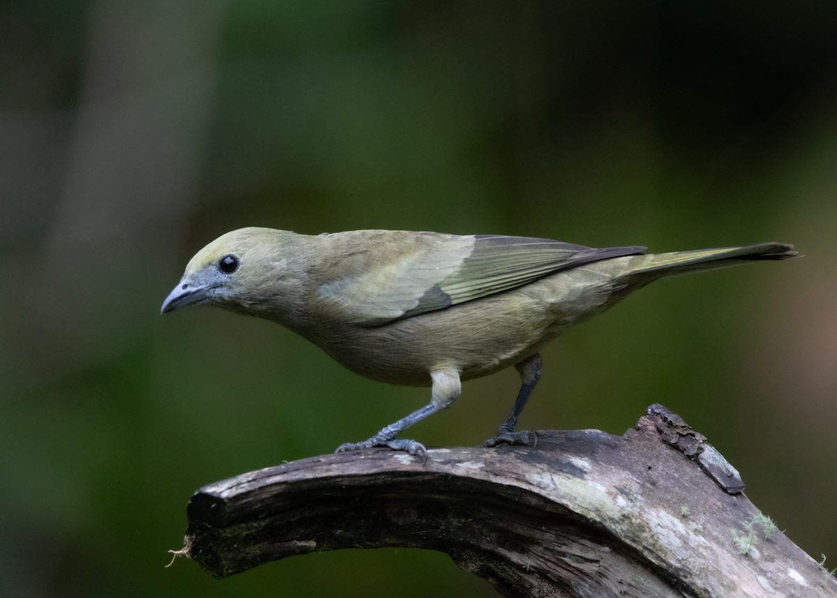 Palm Tanager - ML619769084