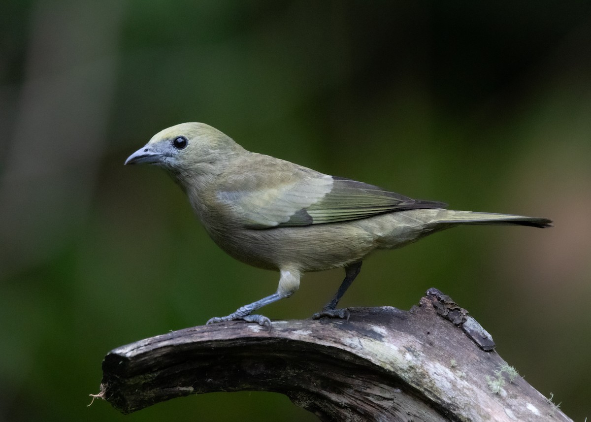 Palm Tanager - ML619769085
