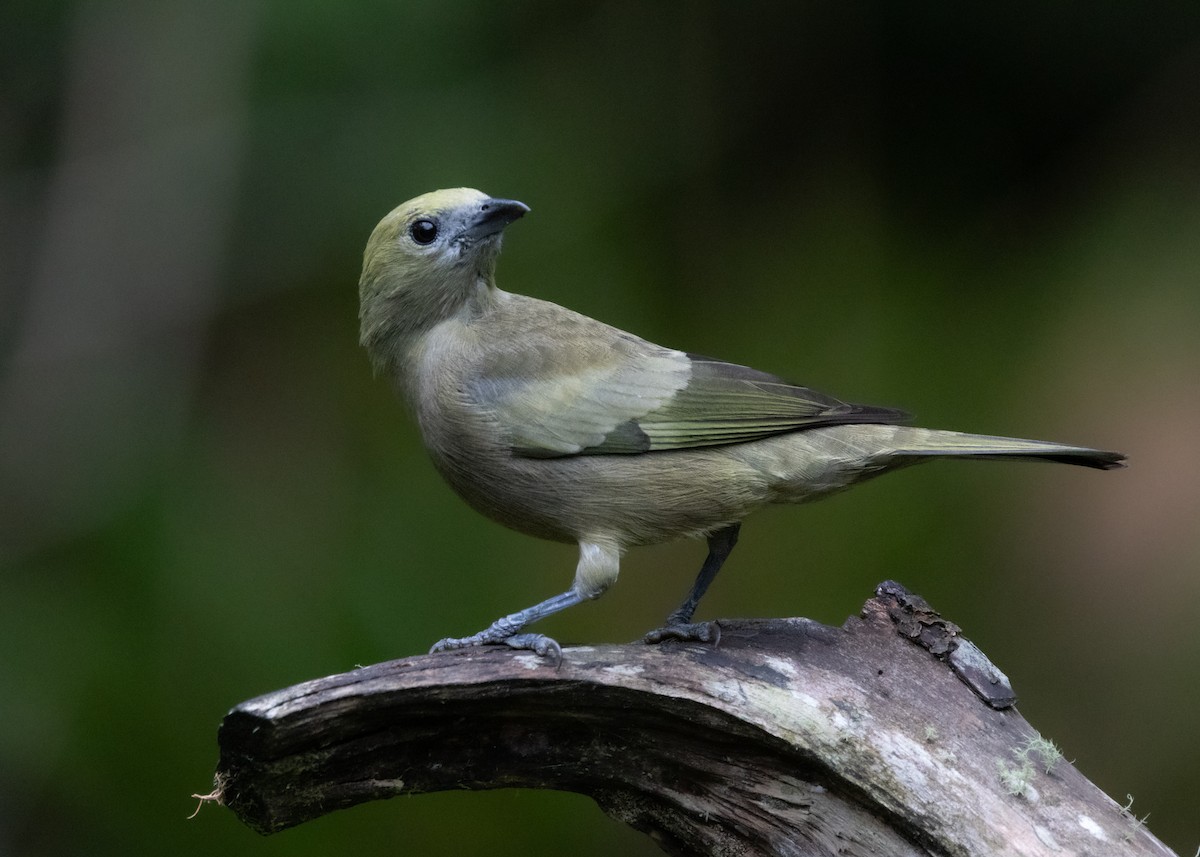 Palm Tanager - ML619769086