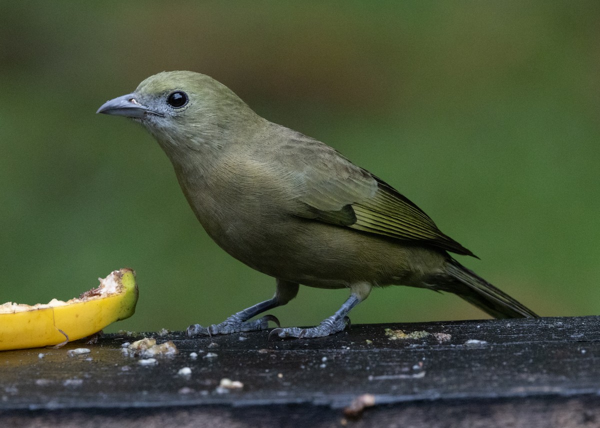 Palm Tanager - ML619769087