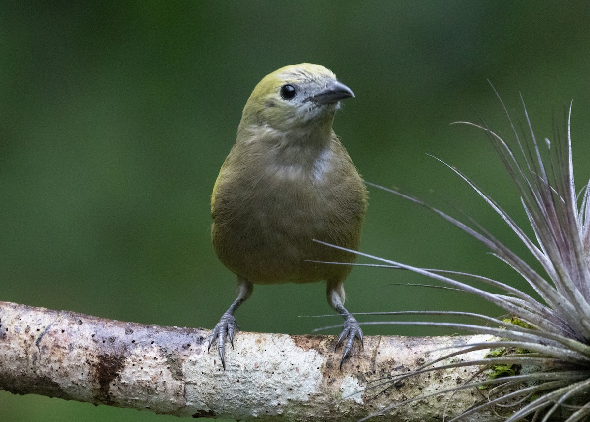 Palm Tanager - ML619769088