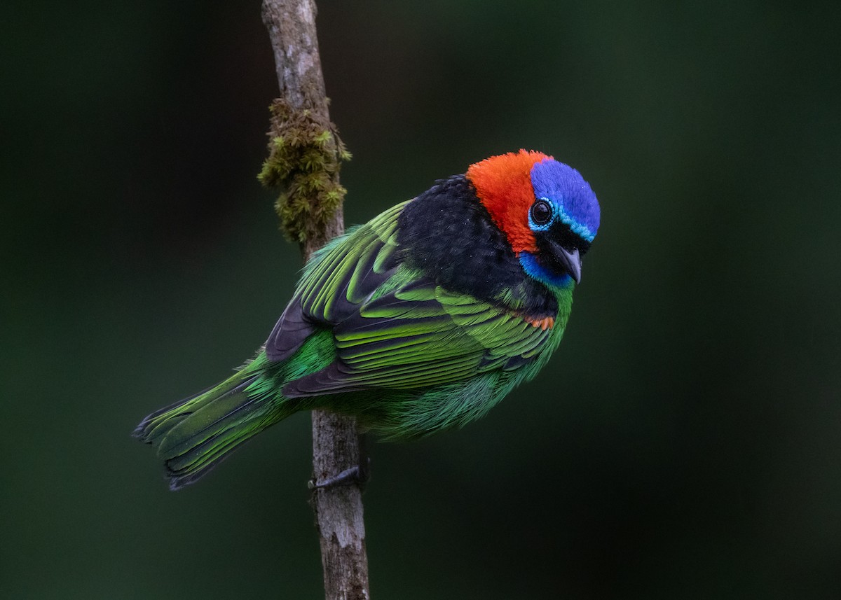 Red-necked Tanager - ML619769107