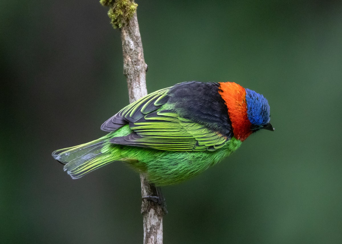Red-necked Tanager - ML619769109