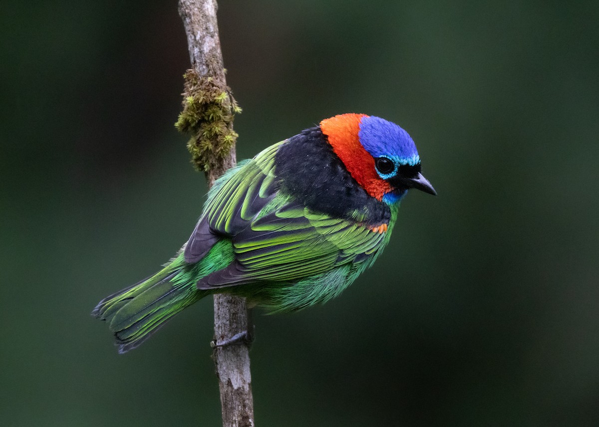 Red-necked Tanager - ML619769110
