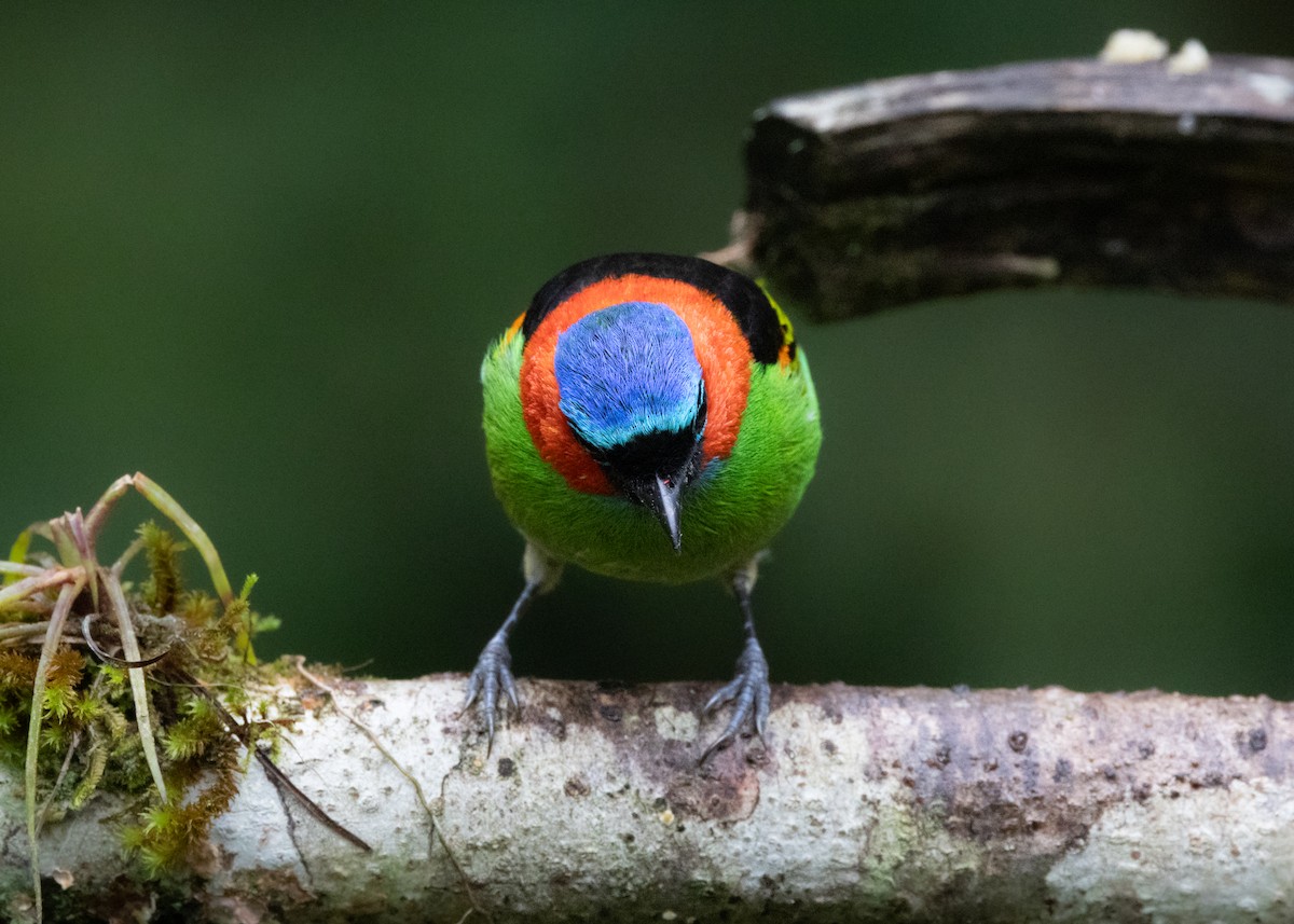 Red-necked Tanager - ML619769111