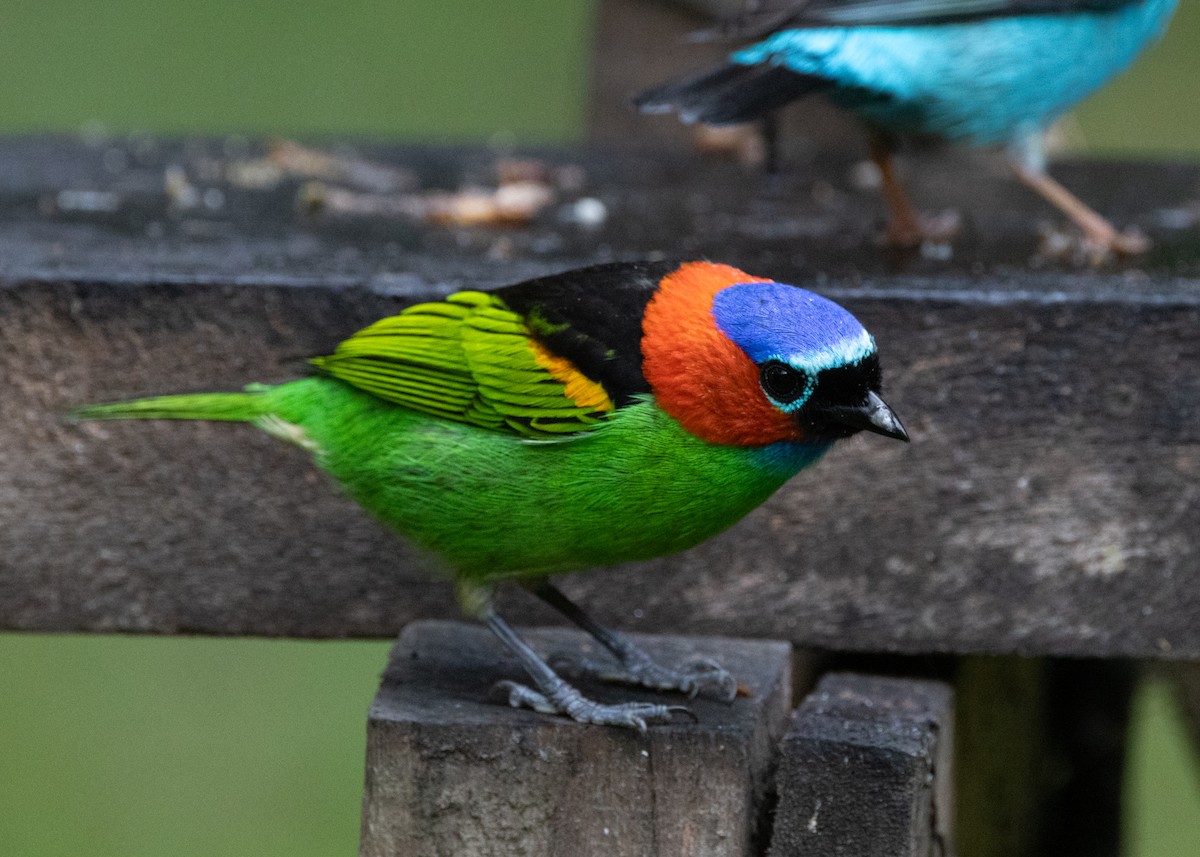 Red-necked Tanager - ML619769113