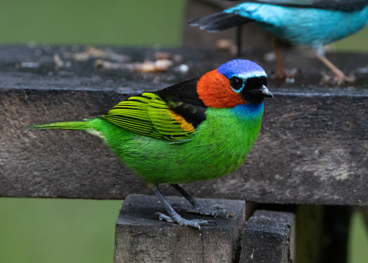Red-necked Tanager - ML619769114