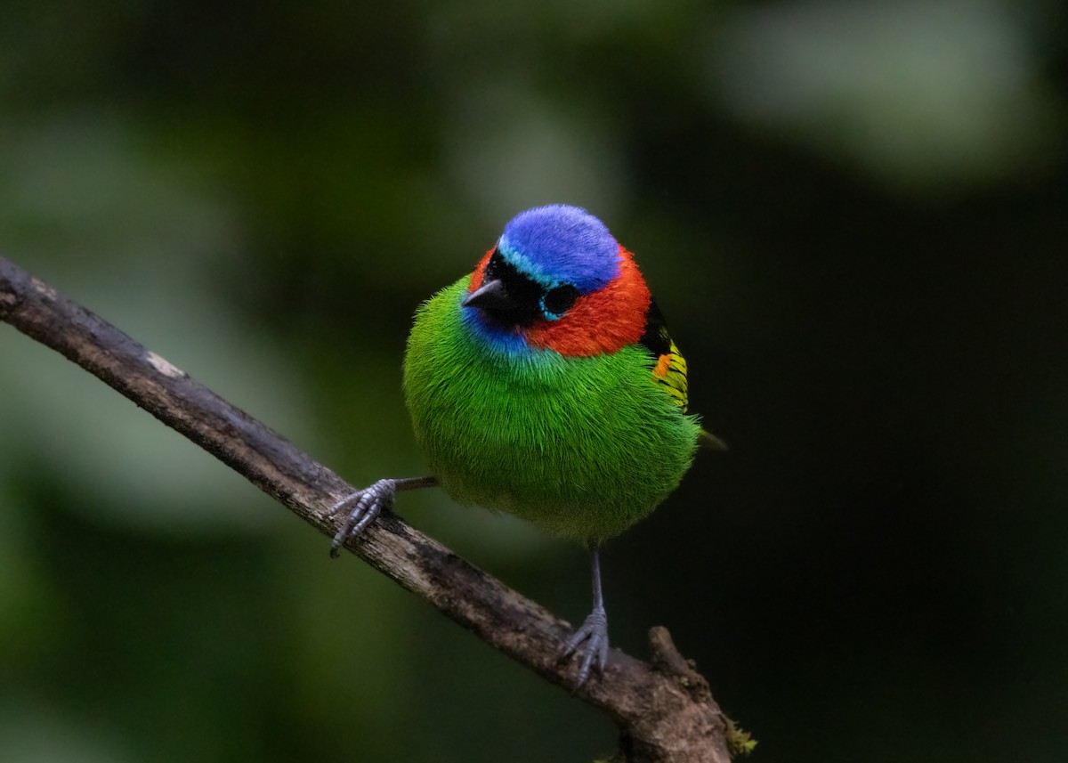 Red-necked Tanager - ML619769124