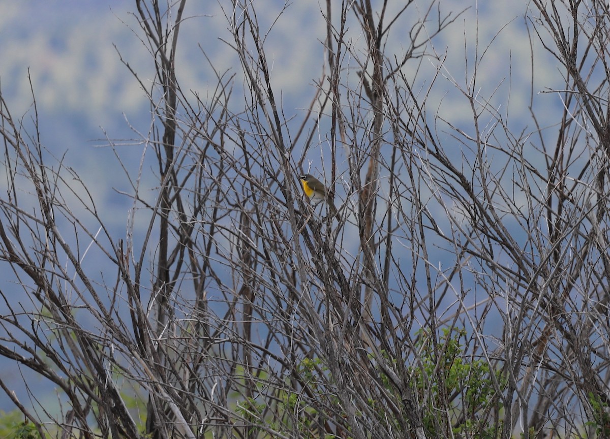 Yellow-breasted Chat - ML619769150