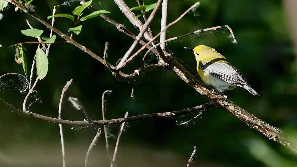 Prothonotary Warbler - ML619769153