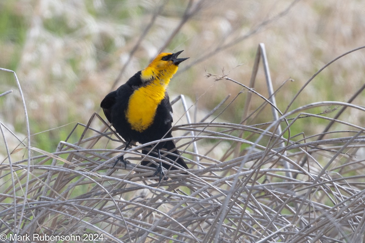 Yellow-headed Blackbird - ML619769154
