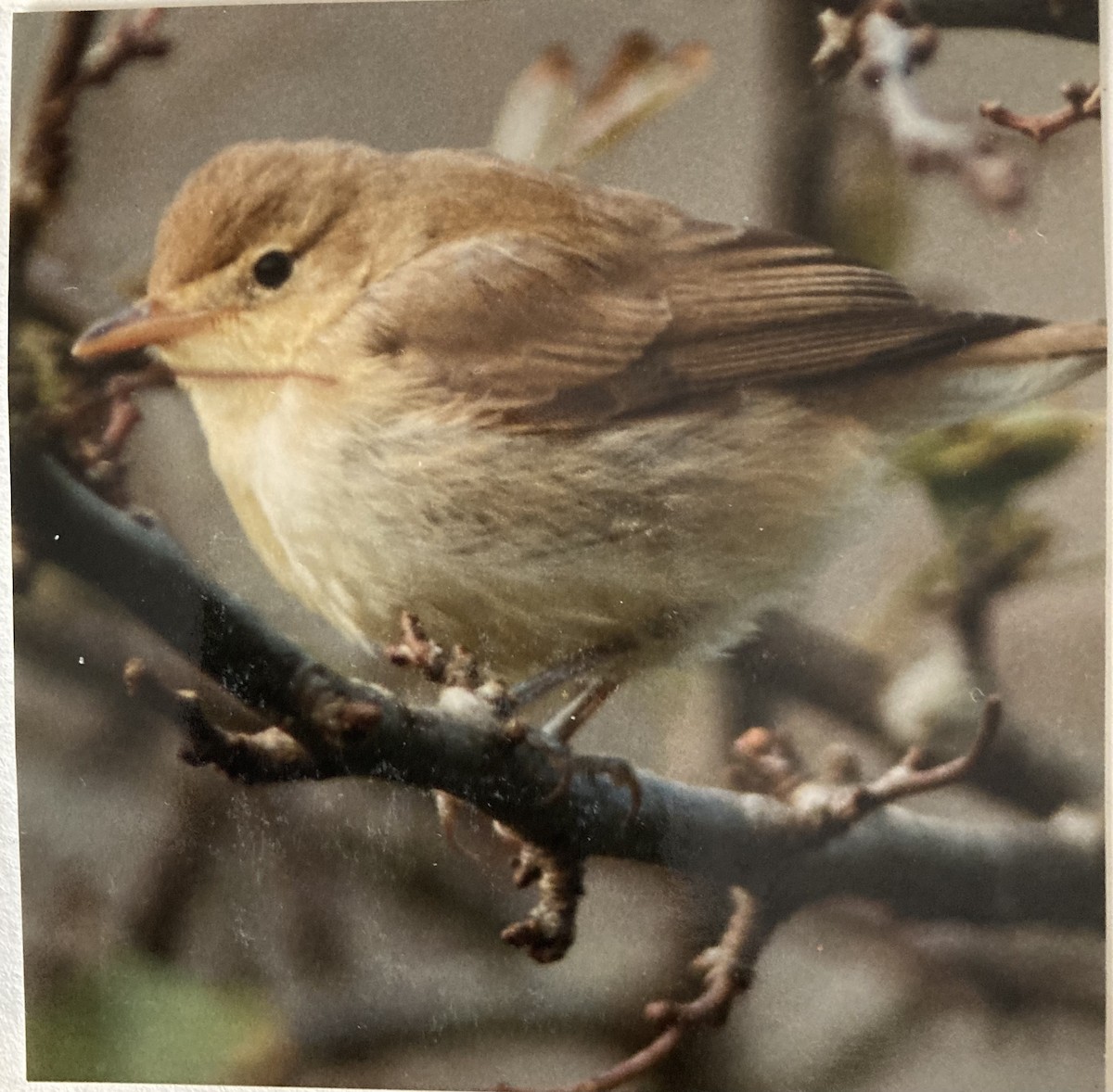 Melodious Warbler - ML619769187