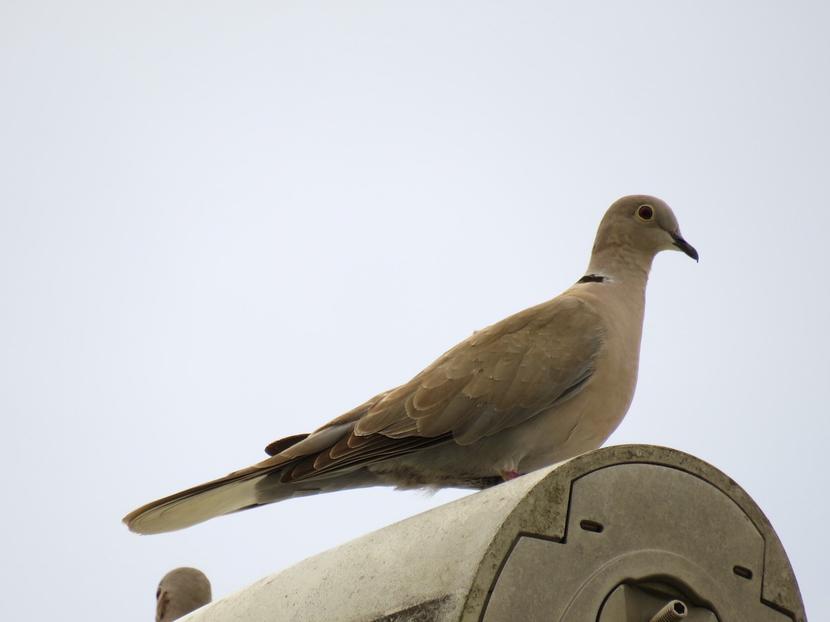 Eurasian Collared-Dove - ML619769189