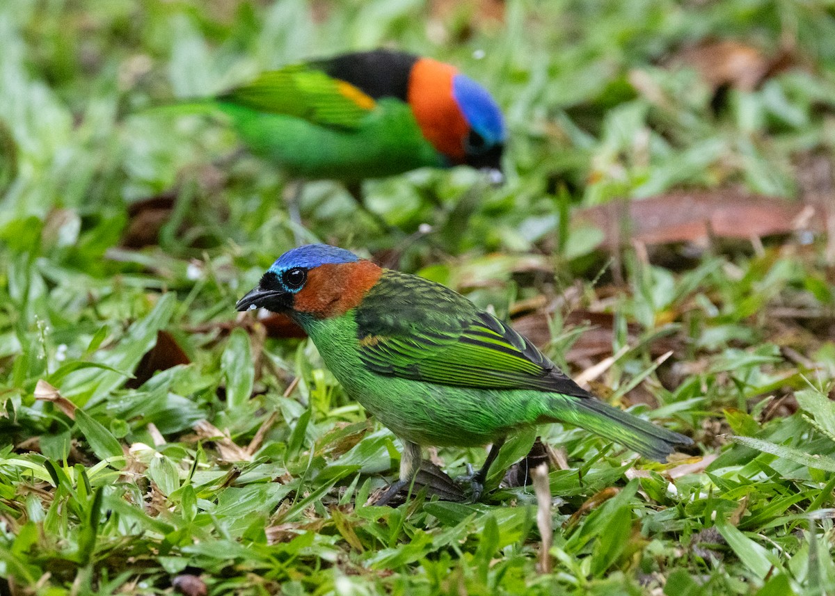 Red-necked Tanager - ML619769193