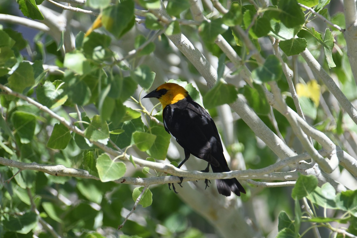 Yellow-headed Blackbird - ML619769204
