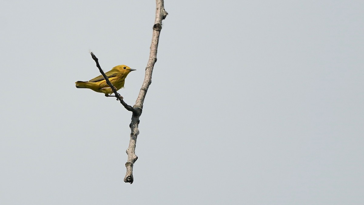 Yellow Warbler - ML619769208