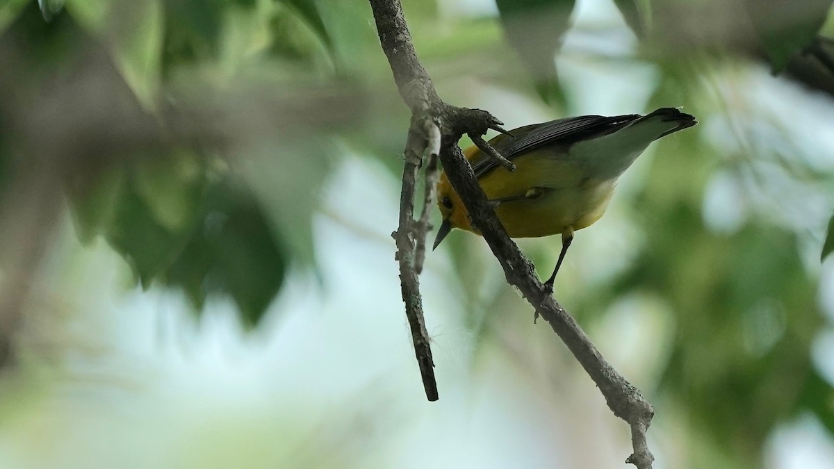 Prothonotary Warbler - ML619769213