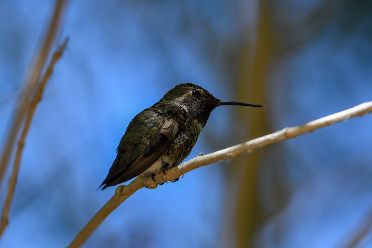 Anna's Hummingbird - ML619769221