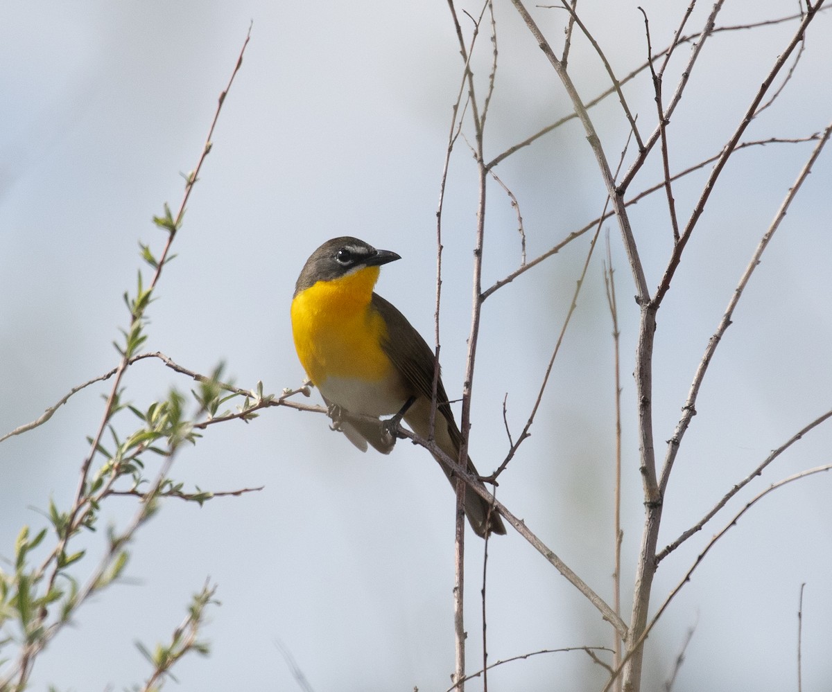 Yellow-breasted Chat - ML619769263