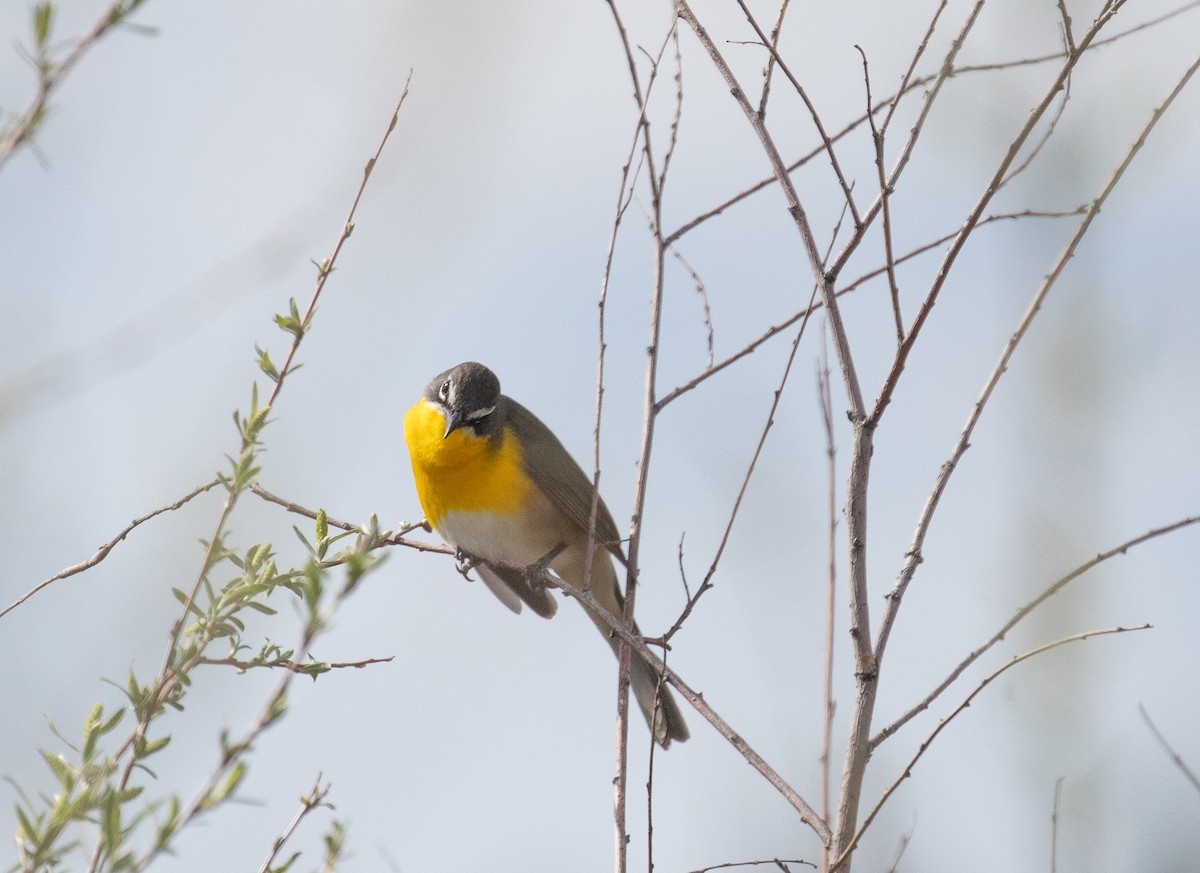 Yellow-breasted Chat - ML619769264