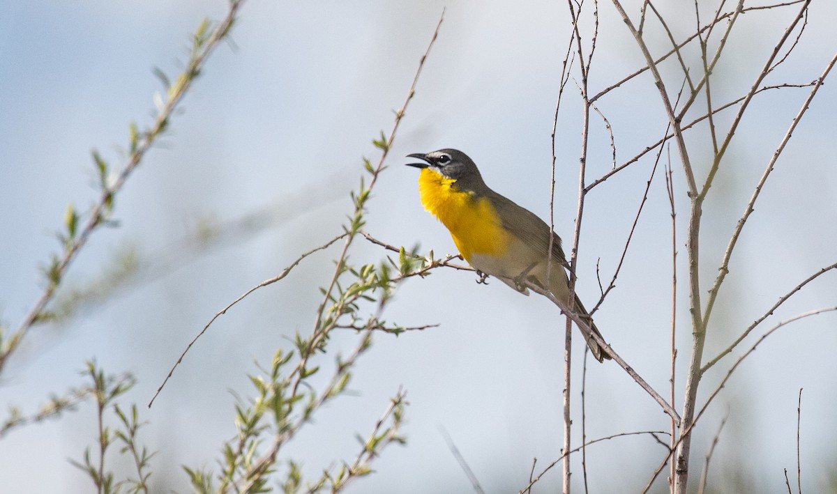 Yellow-breasted Chat - ML619769265