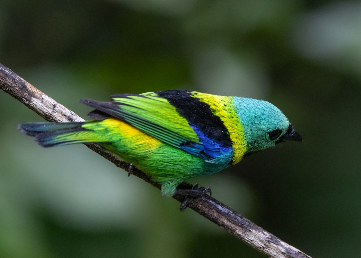 Green-headed Tanager - ML619769299