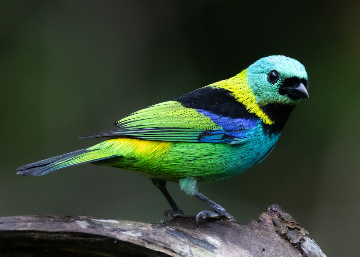 Green-headed Tanager - ML619769300