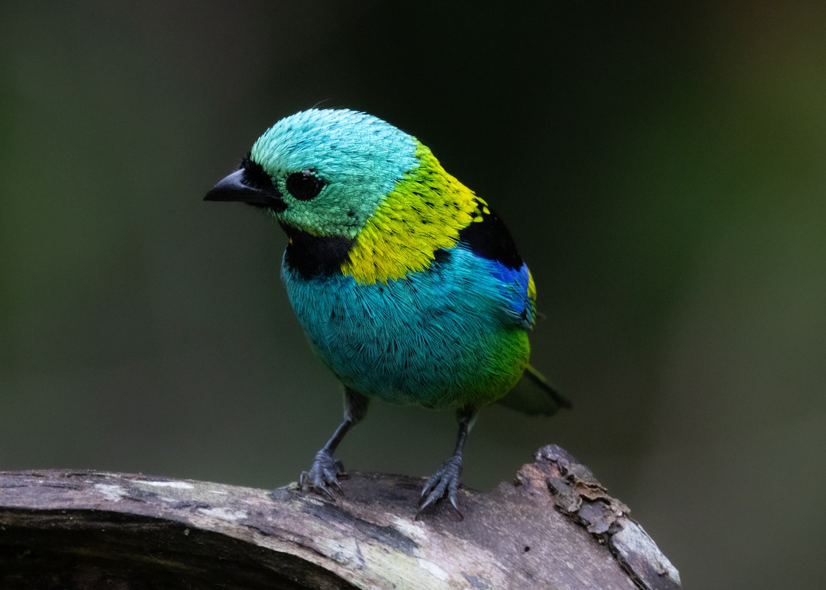 Green-headed Tanager - ML619769301