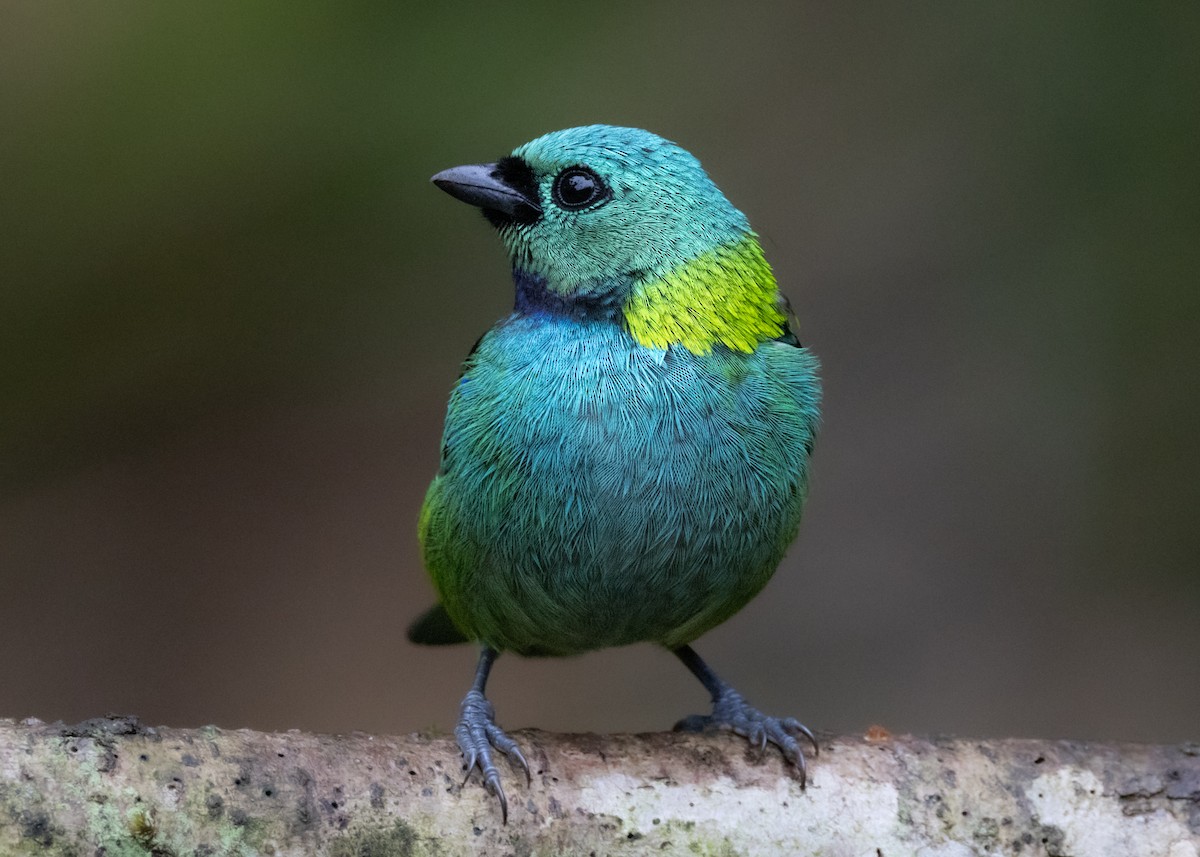 Green-headed Tanager - ML619769302