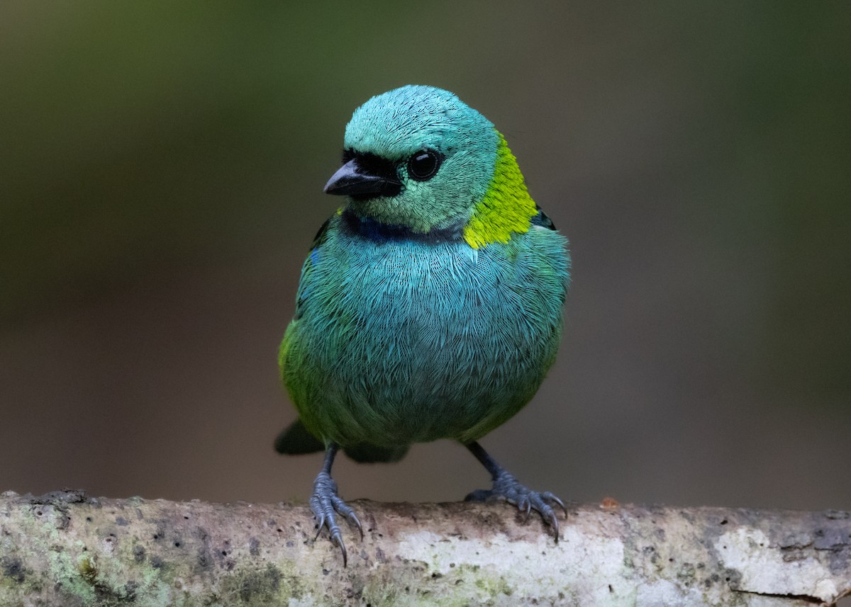 Green-headed Tanager - ML619769303