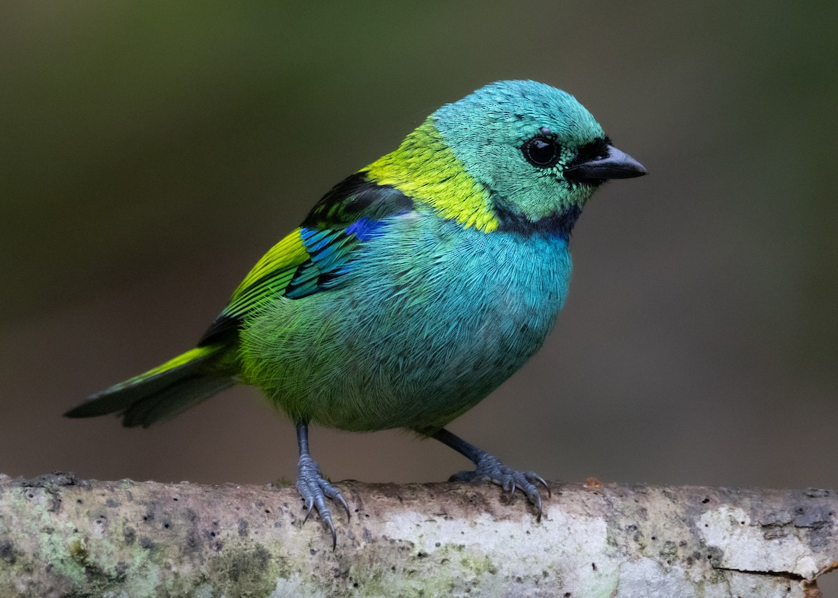 Green-headed Tanager - ML619769304