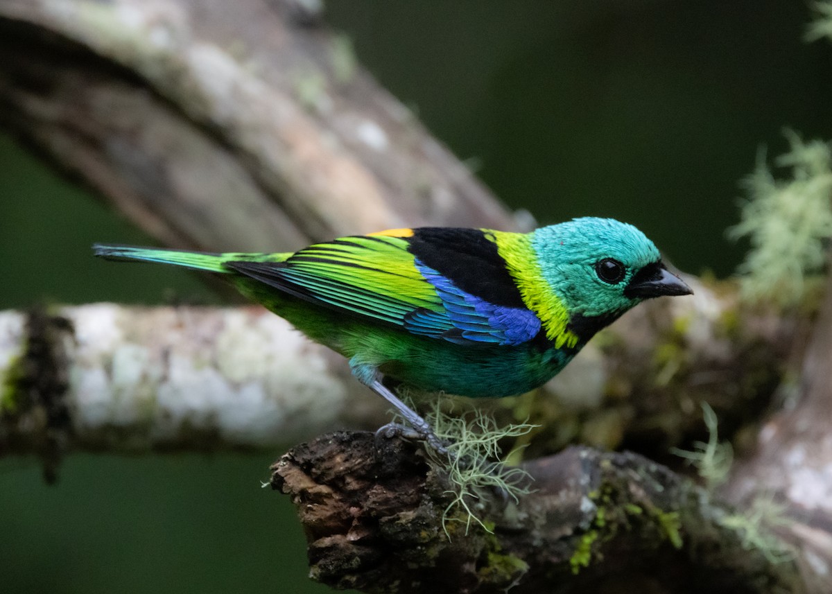 Green-headed Tanager - ML619769305