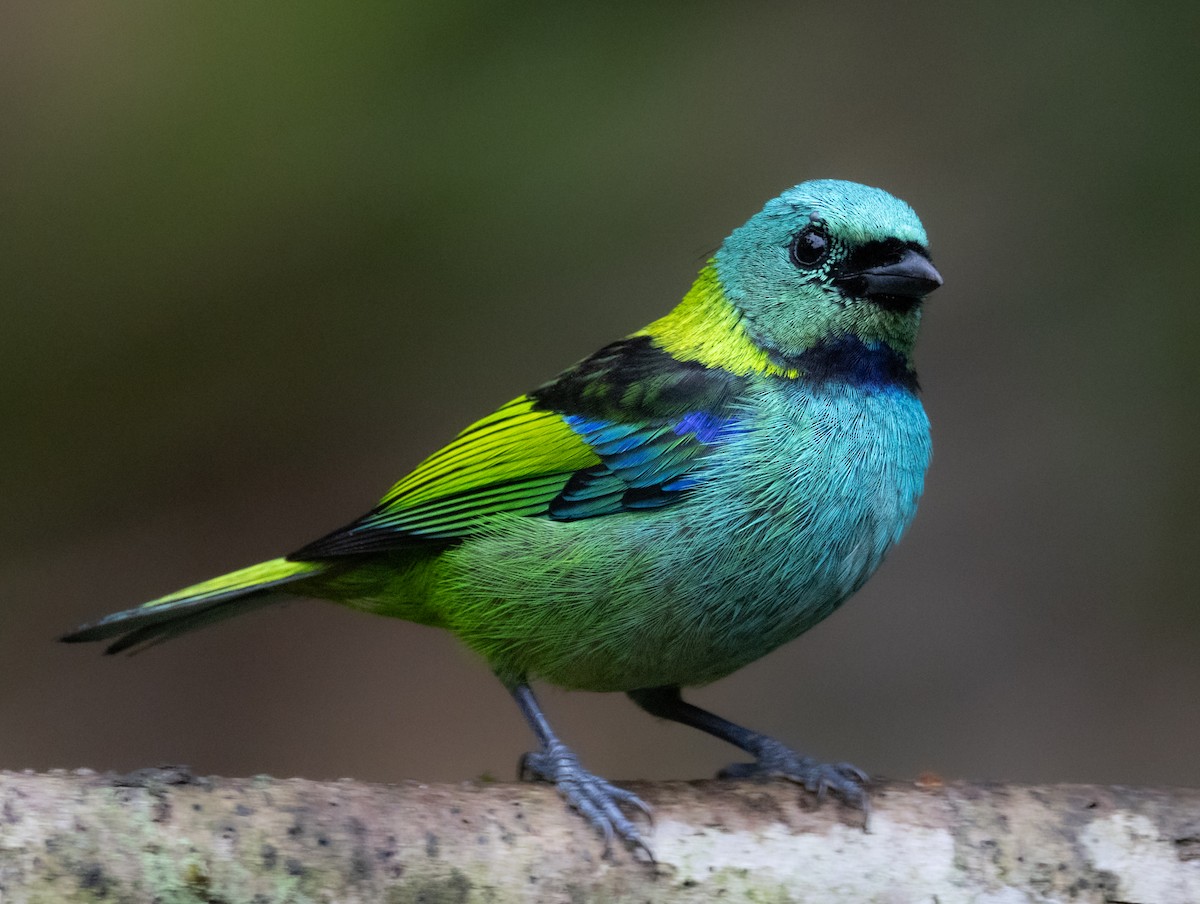Green-headed Tanager - ML619769306