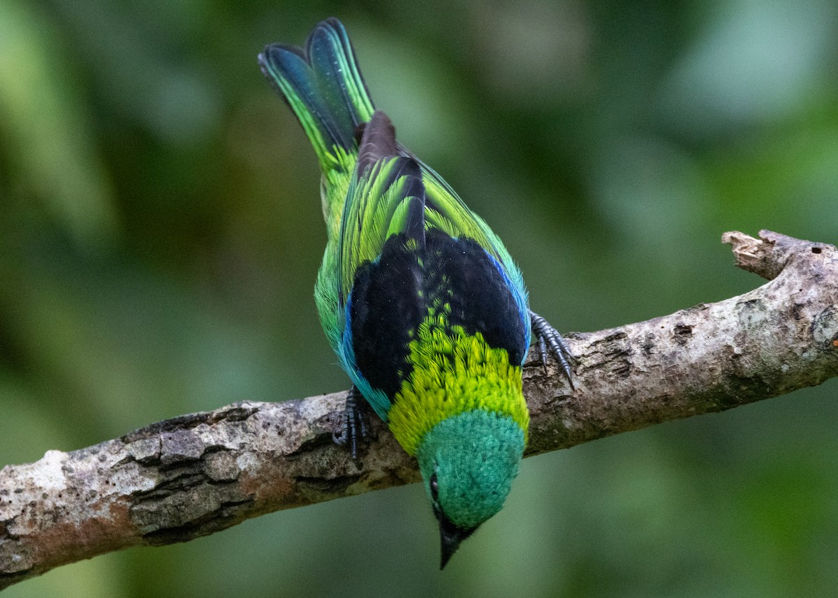 Green-headed Tanager - ML619769307