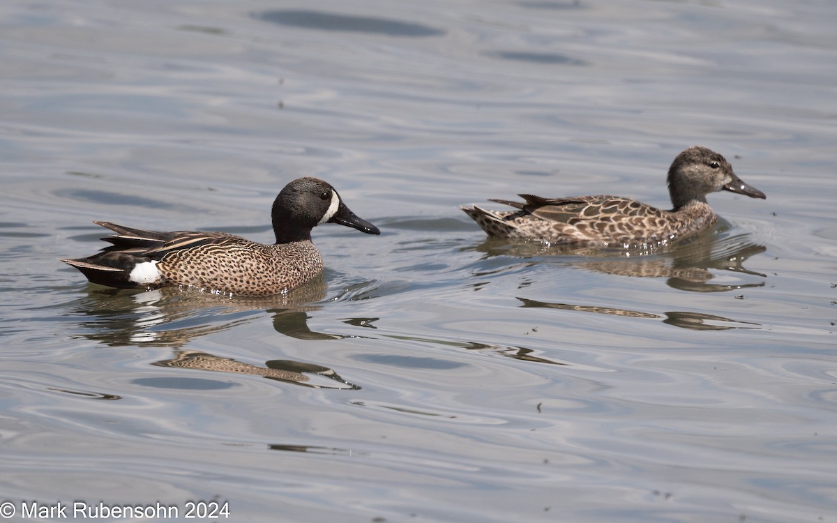 Blue-winged Teal - ML619769312