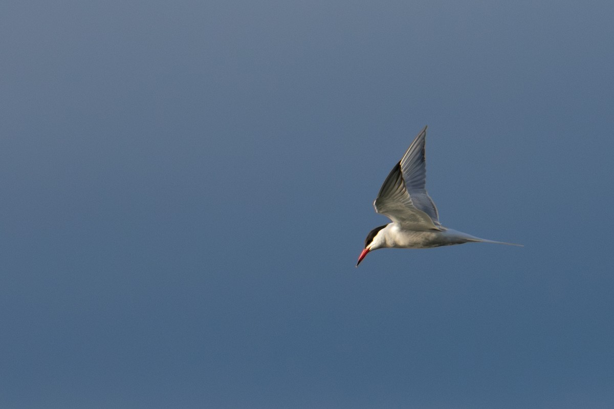 Common Tern - ML619769319