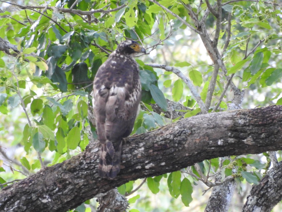Crested Serpent-Eagle - ML619769341