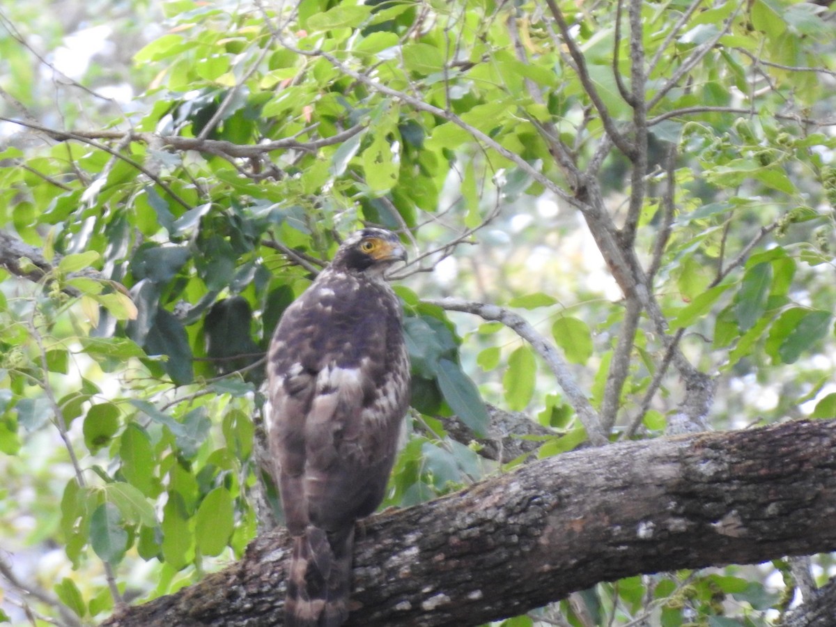 Crested Serpent-Eagle - ML619769342