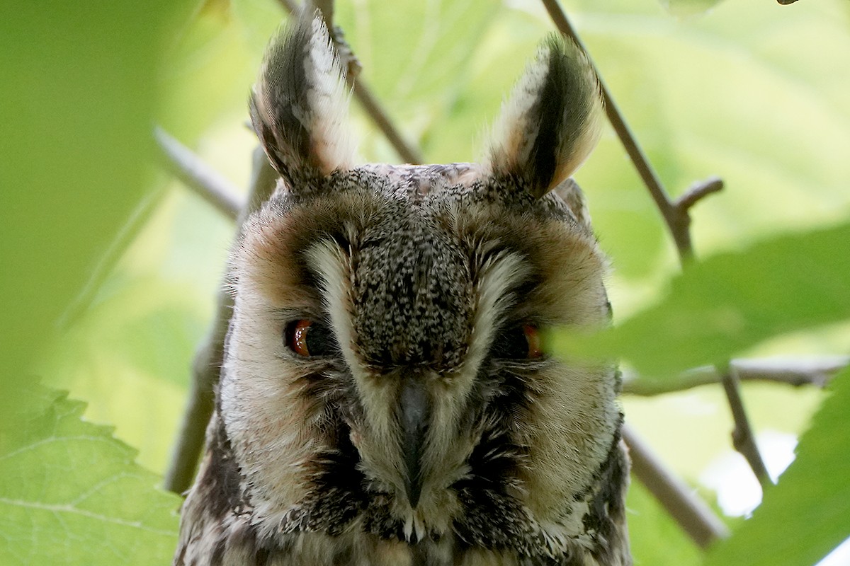 Long-eared Owl - ML619769344
