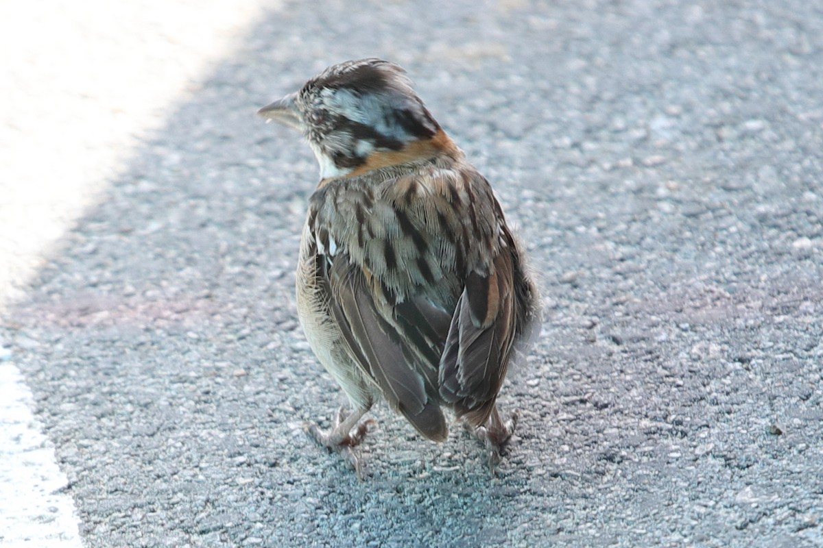 Rufous-collared Sparrow - ML619769365