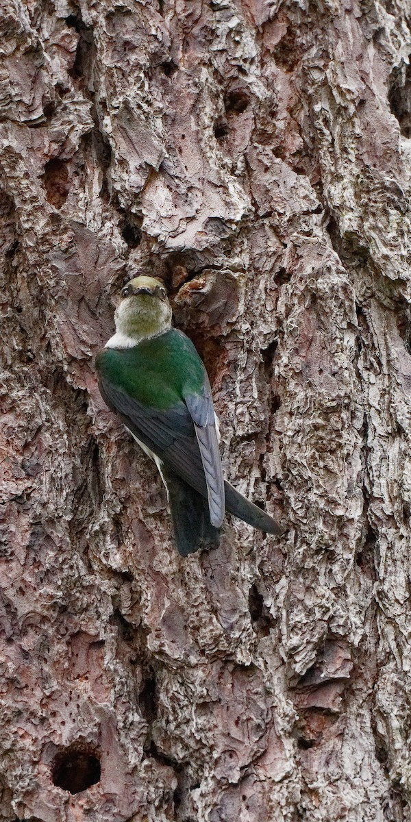 Violet-green Swallow - ML619769370