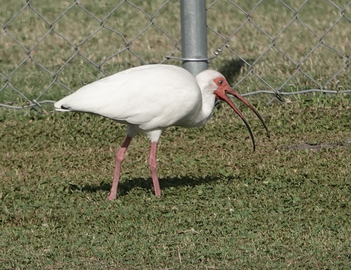 ibis bílý - ML619769450