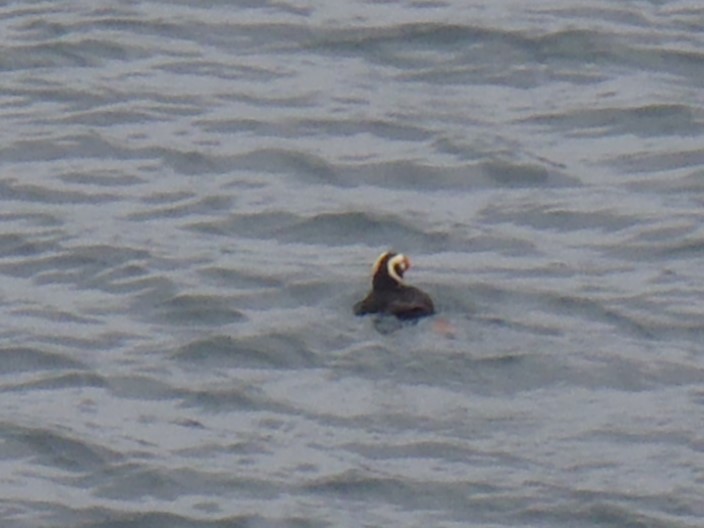 Tufted Puffin - ML619769461