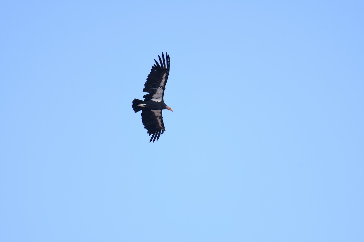 California Condor - ML619769468