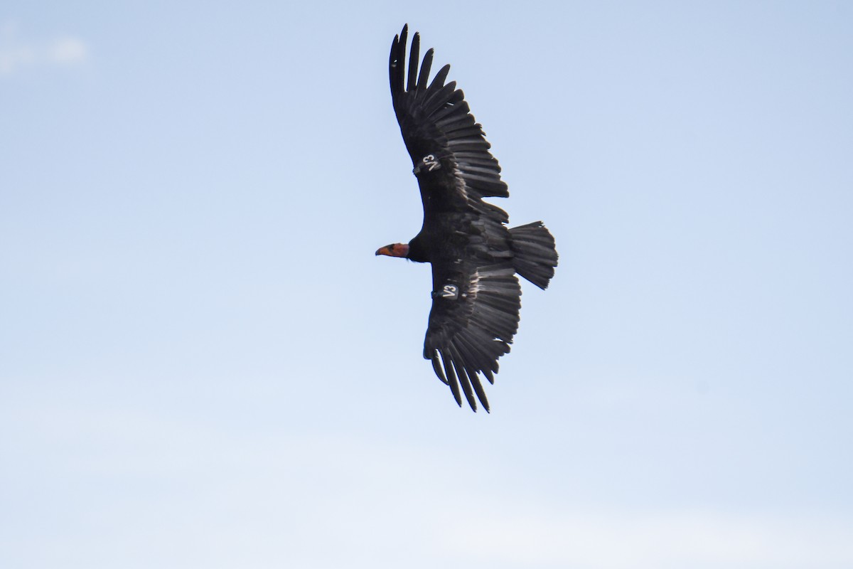 California Condor - ML619769470